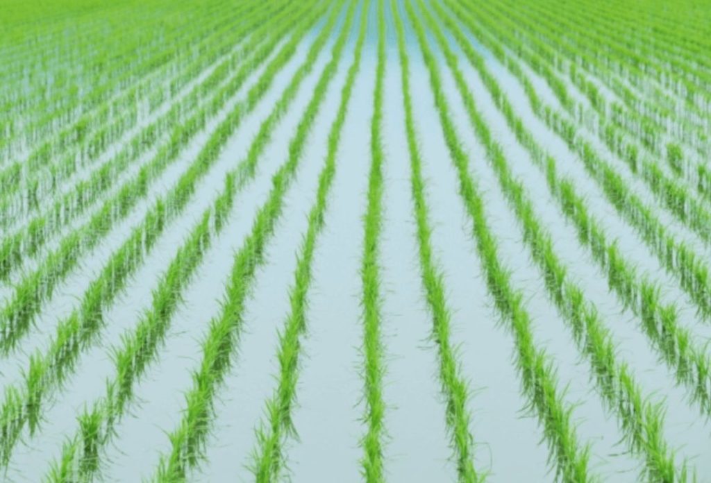 Rice paddies filled with water